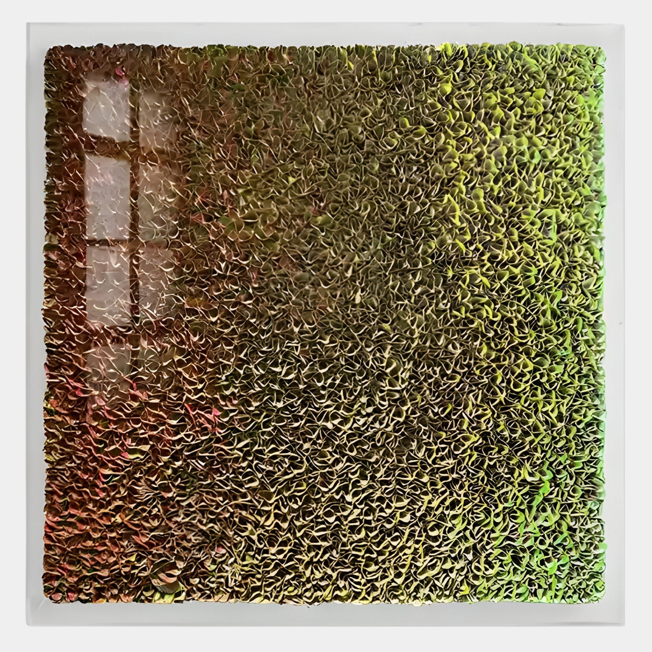 The Chromatica Square Radiant Red & Gold Paper 3D Wall Art by Giant Sculptures features a textured, square design with densely packed, curled elements. Light highlights the intricate, leaf-like craftsmanship of its vibrant red and gold surface.