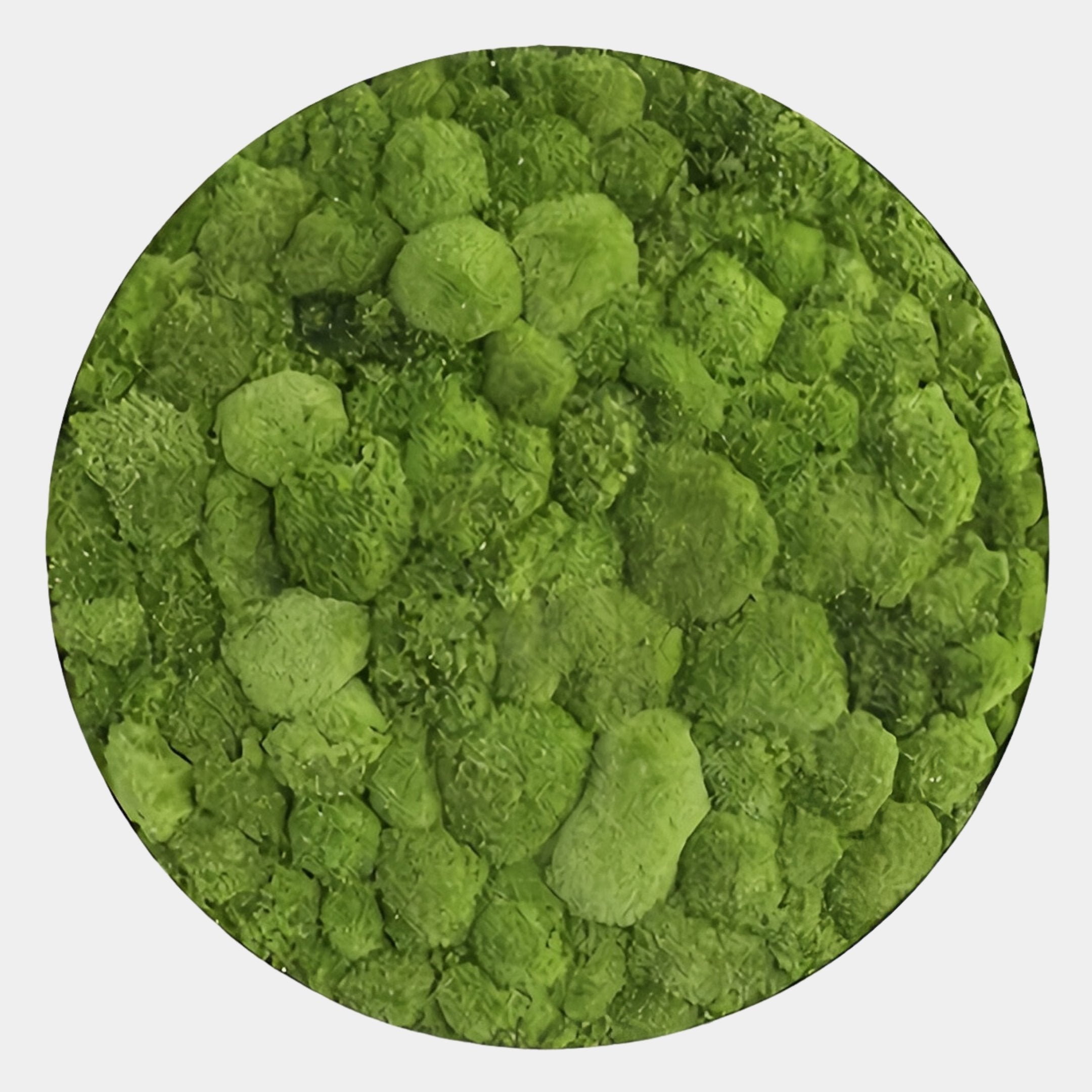 Verdura Round Green Moss Circle 3D Wall Art