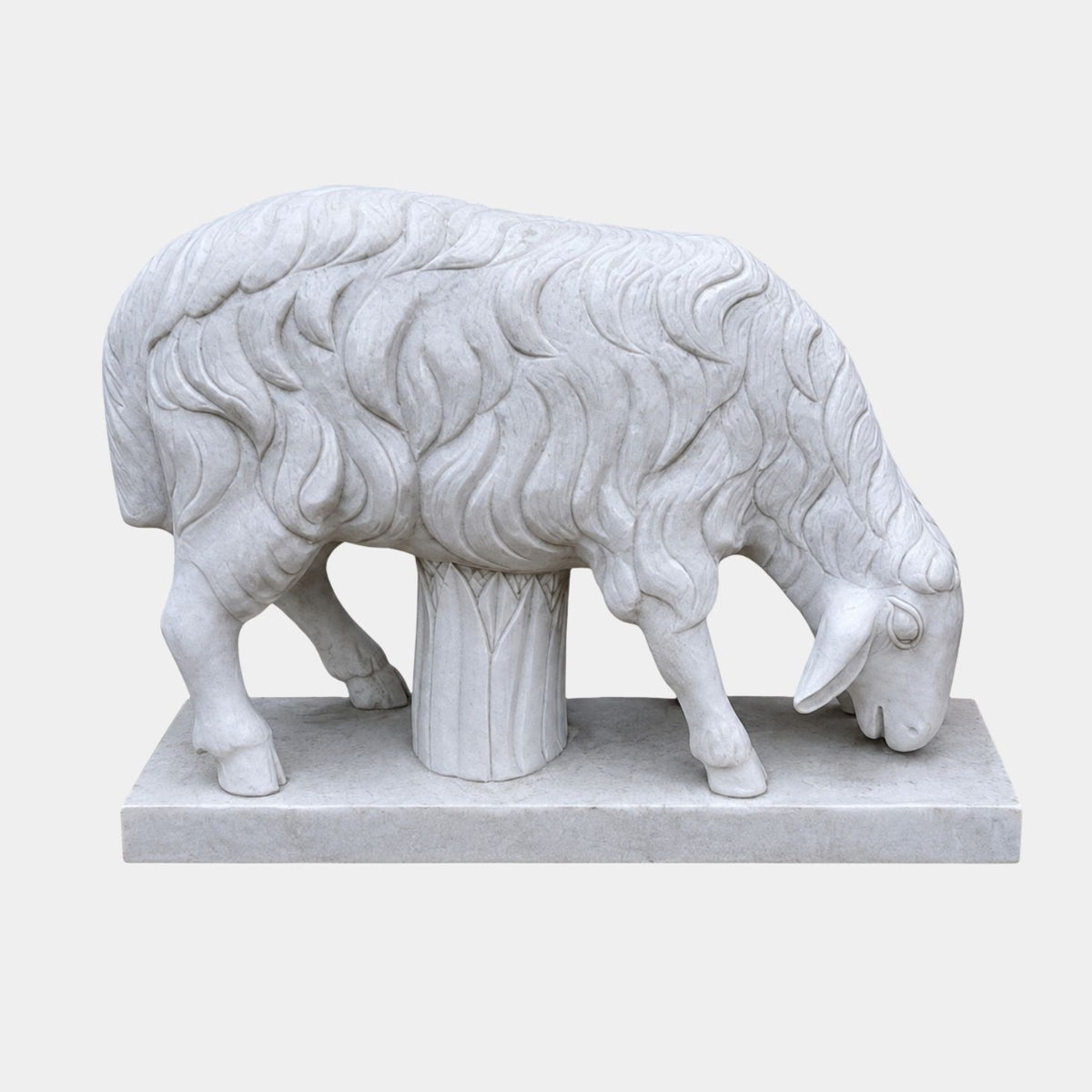 White marble sheep grazing with its fleece cut in deep separated locks