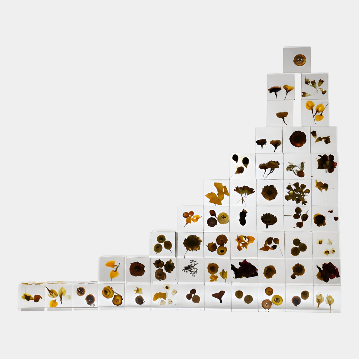 Clear Botanical Specimen Cube Resin Sculpture - 9cm, multiple clear resin cubes each holding a dried flower specimen, arranged in a staggered stack against a white background.