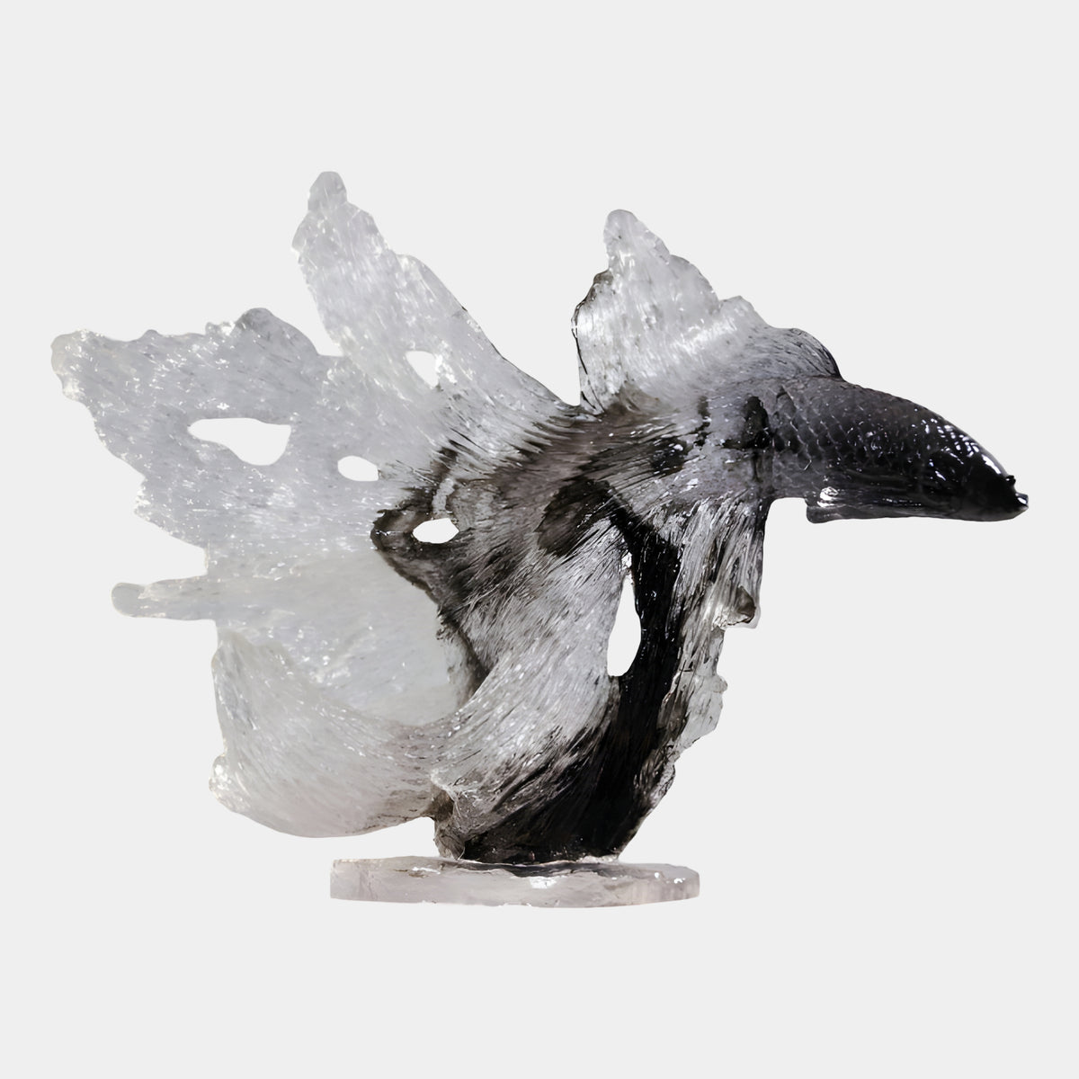 Grey Graded Fighting Fish Cast Resin Sculpture, 72cm, with flared fins fading from black to clear, on a small round base against a plain white background.