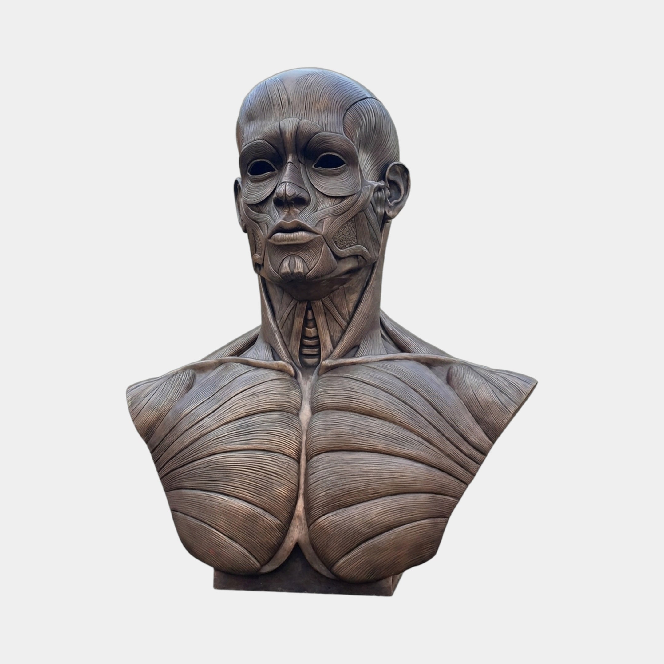 Large Contemporary Anatomical Male Bust Bronze Sculpture by Giant Sculptures, front view of the 110cm écorché figure with dark patina on a plain background.