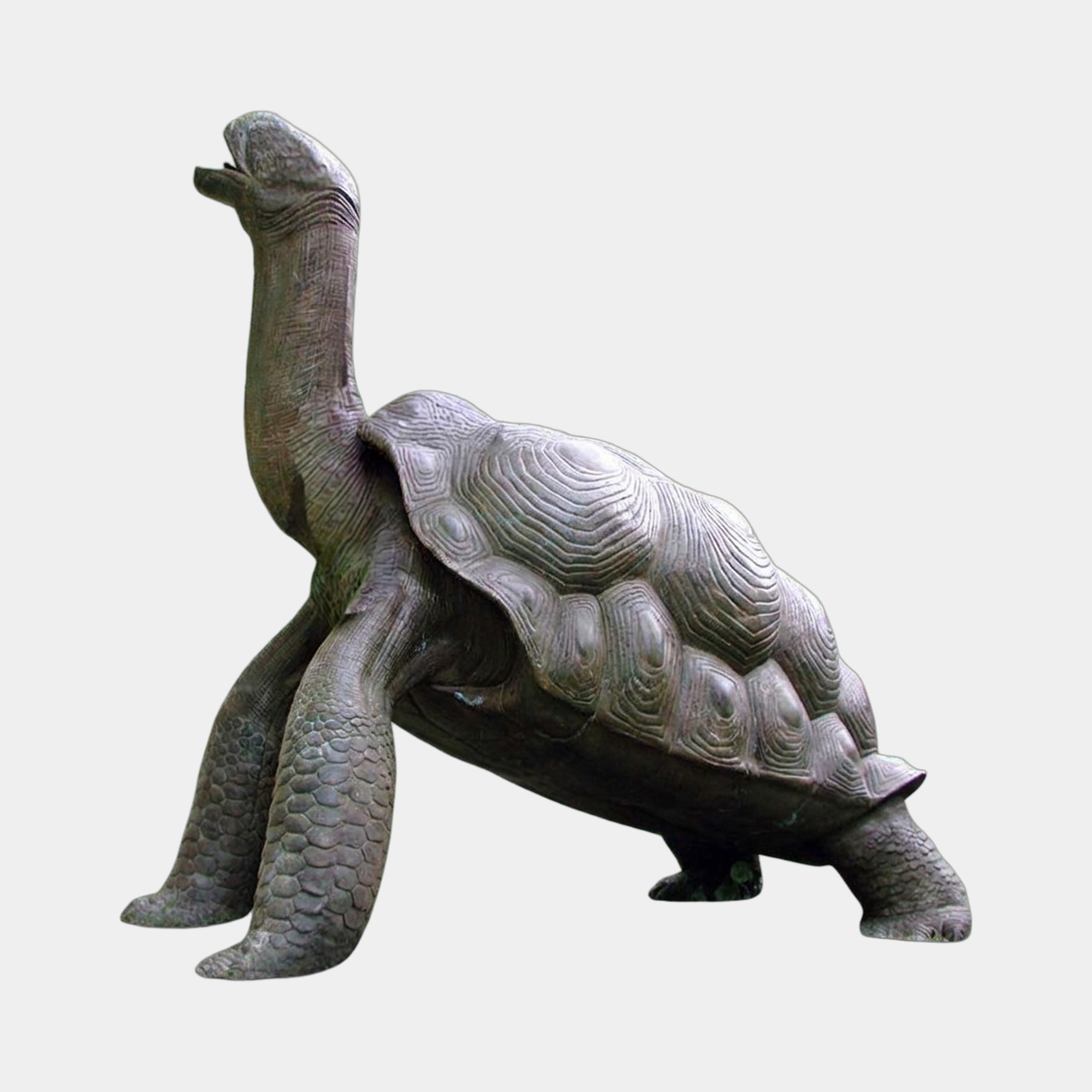 Large Traditional Giant Tortoise Bronze Sculpture by Giant Sculptures, 200cm, shown side-on with neck raised and head skyward, brown-grey patina, plain background.