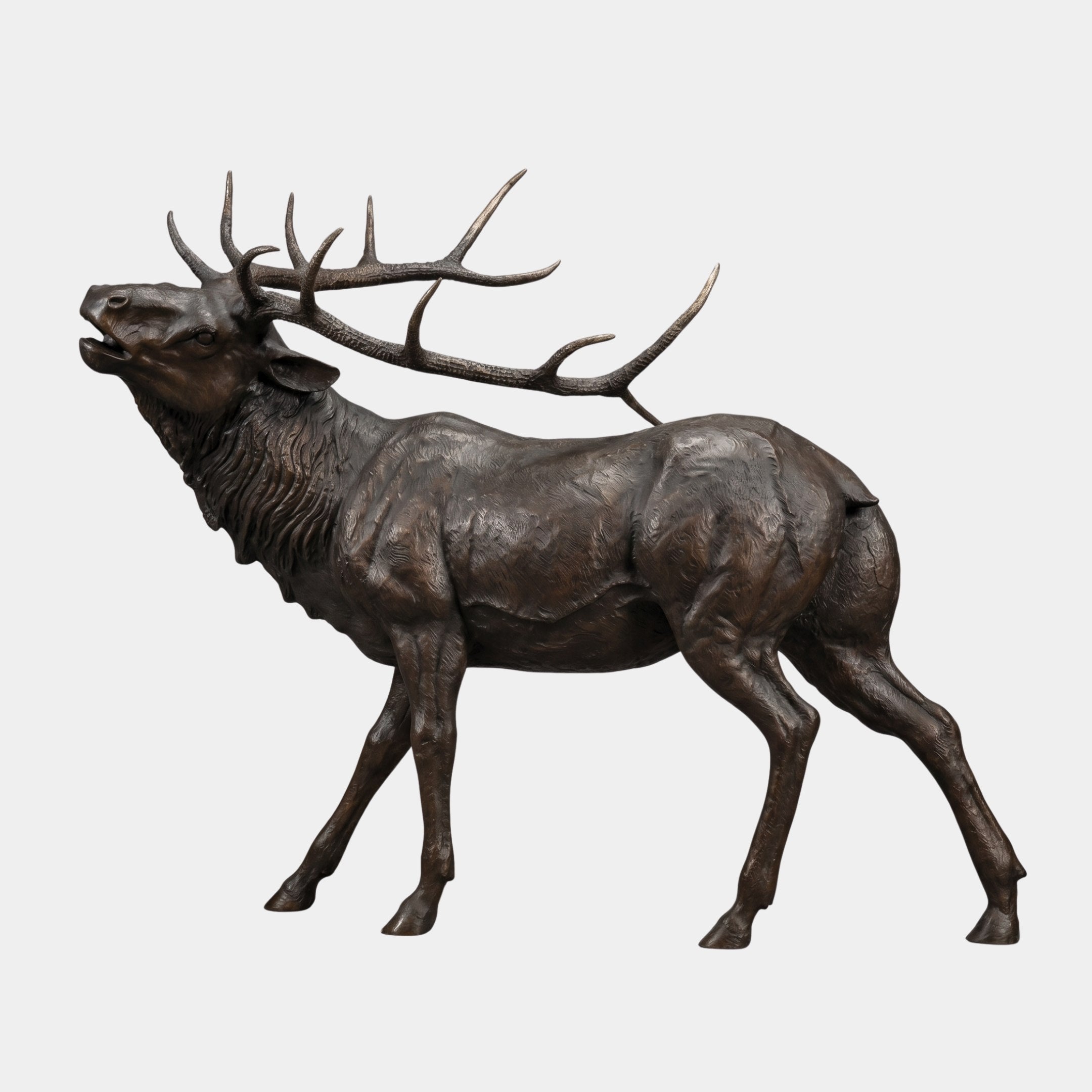 Life-Size Traditional Bugling Elk Bronze Sculpture by Giant Sculptures, side view of the bull elk with head raised and wide antler rack, on a plain background.