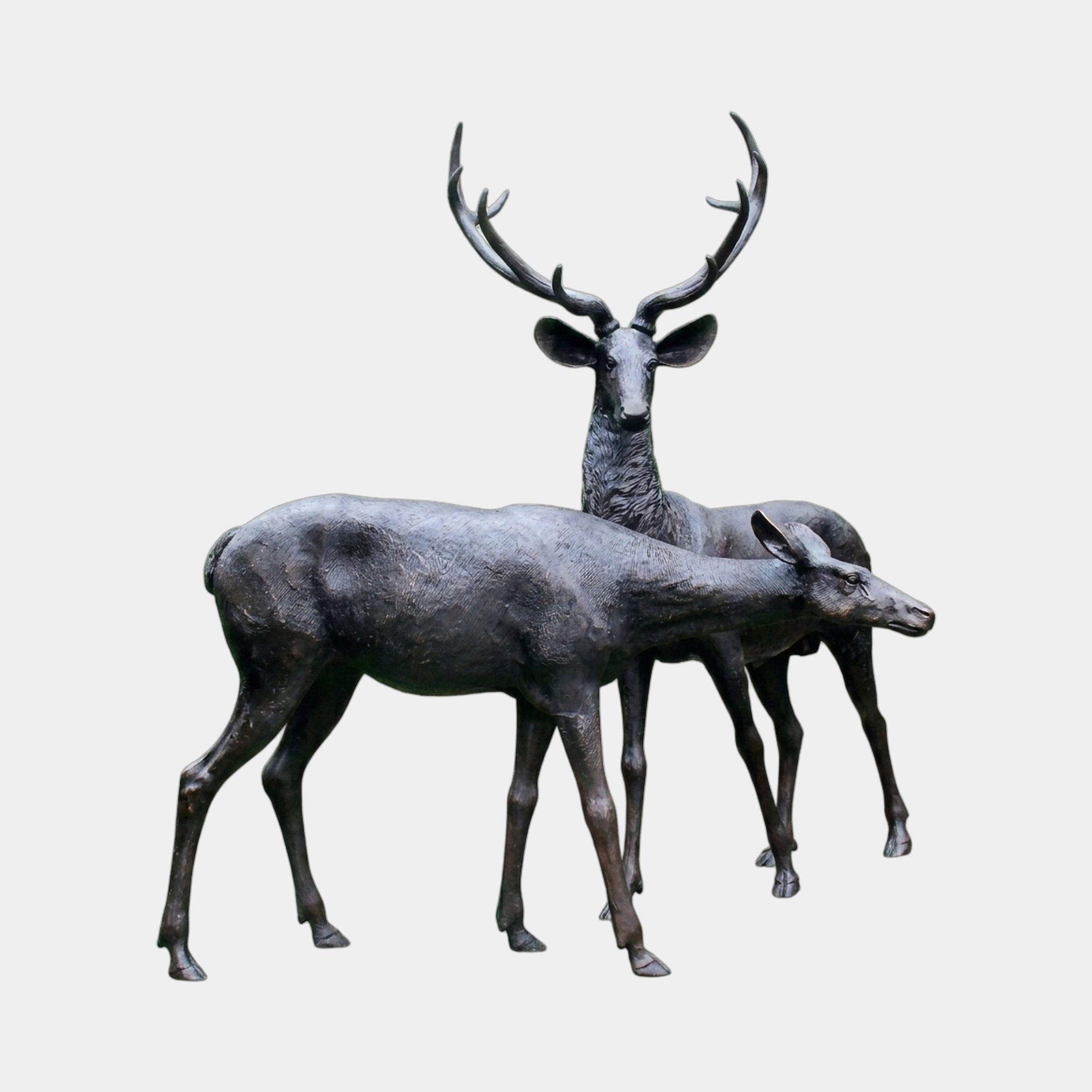 Life-Size Traditional Stag and Doe Deer Bronze Sculpture by Giant Sculptures, dark patinated pair with antlered stag standing behind a grazing doe on a plain background.