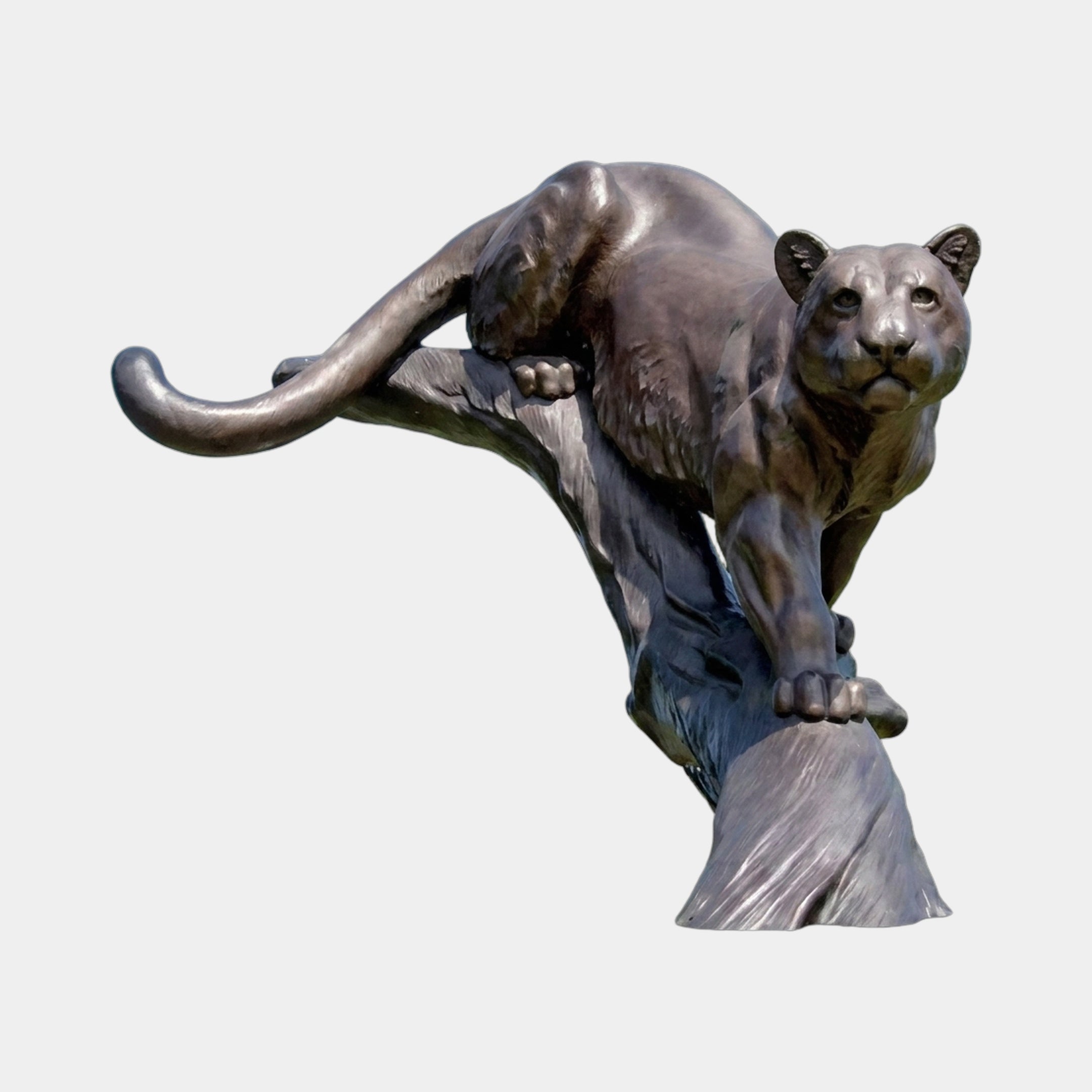 Monumental Crouching Cougar Bronze Sculpture by Giant Sculptures, 320cm, shown in dark brown patina crouched on a tree stump base against a plain background.