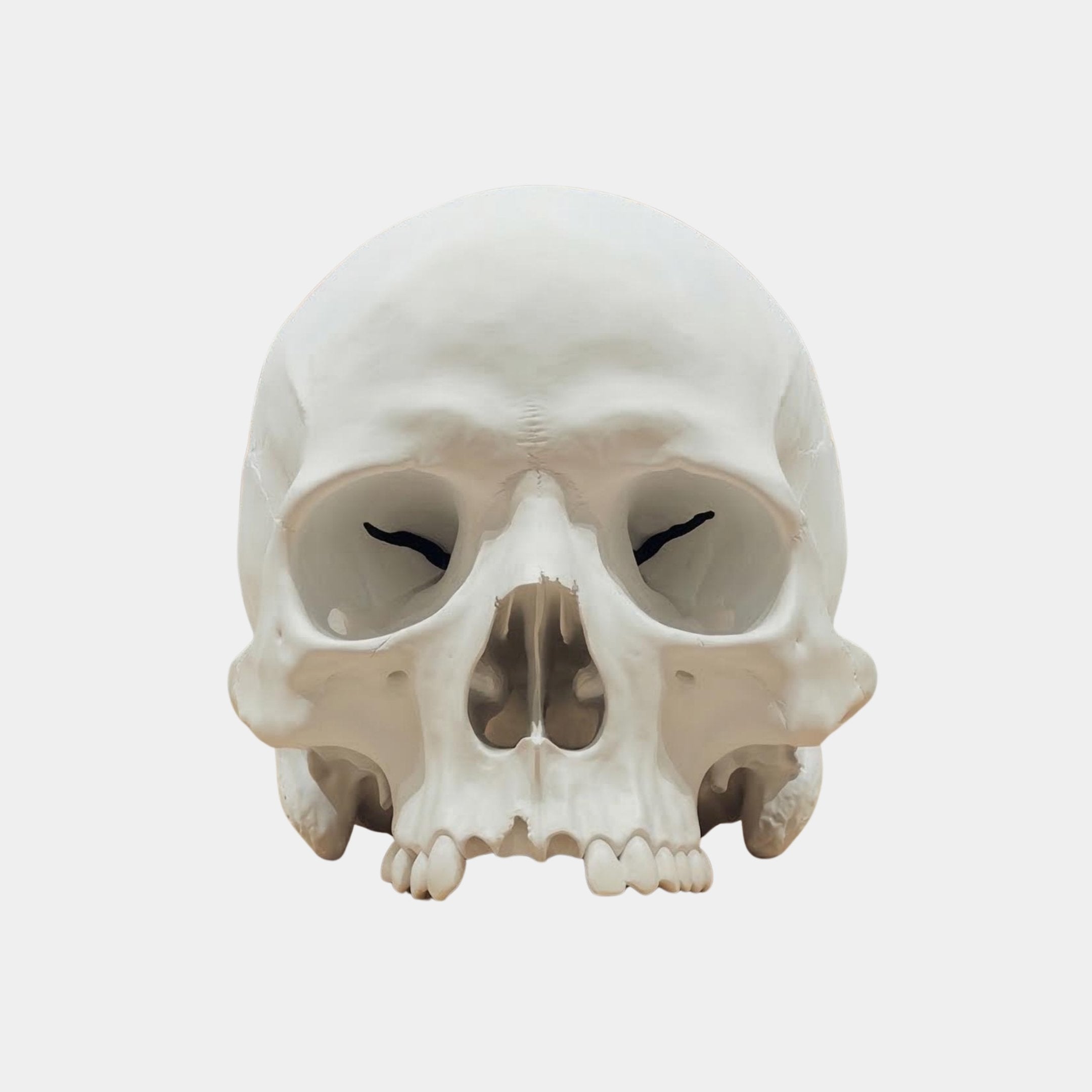 The Marble Skull Marble Sculpture - 25cm by Giant Sculptures is shown facing forward on a white background, featuring detailed eye sockets, nasal cavity, and teeth—a striking memento mori.