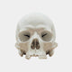 The Marble Skull Marble Sculpture - 25cm by Giant Sculptures is shown facing forward on a white background, featuring detailed eye sockets, nasal cavity, and teeth—a striking memento mori.