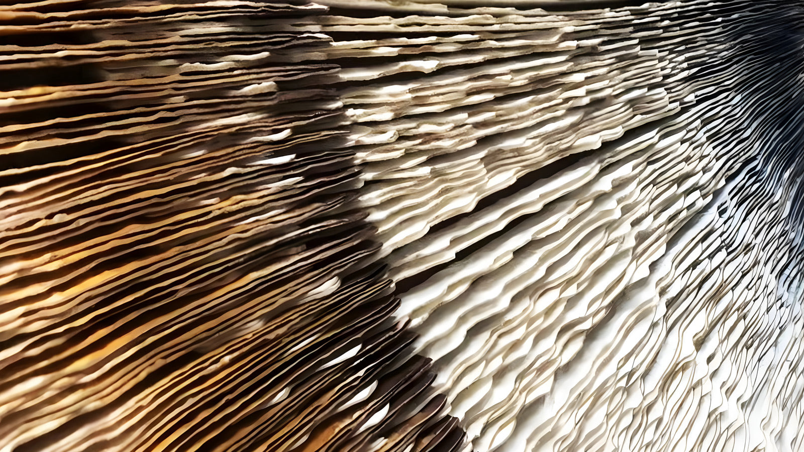 Close-up of the layered gills of a mushroom, showcasing a gradient from light cream to dark brown. The textures and shadows emphasize the intricate, wavy patterns of the layers.