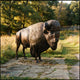 Life-Size Standing Bison Bull Bronze Sculpture by Giant Sculptures, shown three-quarter right with lowered head on a stone path in a sunlit grassy clearing.
