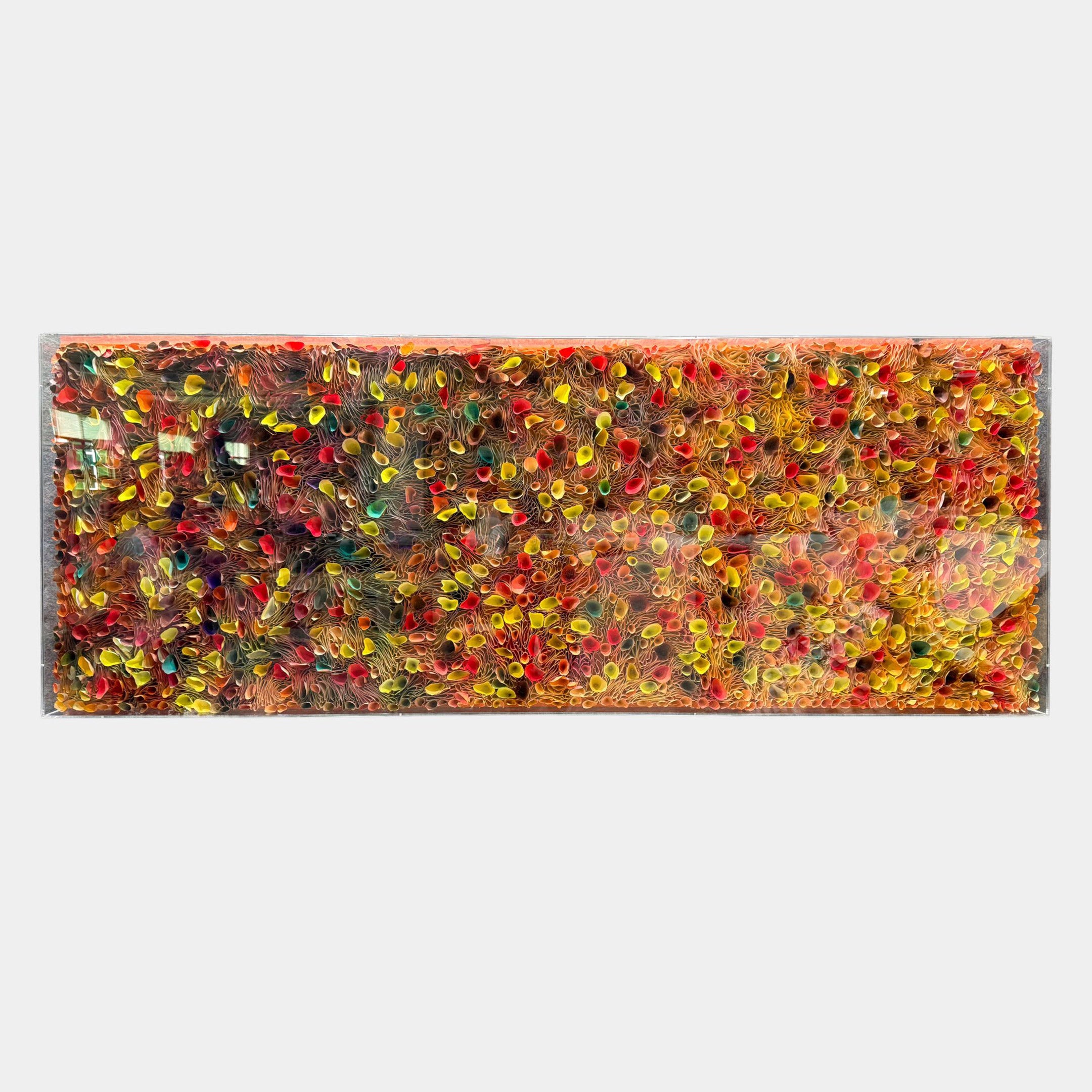 Chromatica Rectangular Multicoloured Gradient Rolled Paper 3D Wall Art by Giant Sculptures, with red, yellow, green, and orange rolled paper ends behind acrylic.