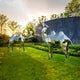 Two Camel Geometric Steel Outdoor Sculptures (161/210cm) by Giant Sculptures adorn a grassy lawn, set against a textured wall with lush greenery. The stainless steel artwork shimmers in the bright sky, hinting at early morning or late afternoon.