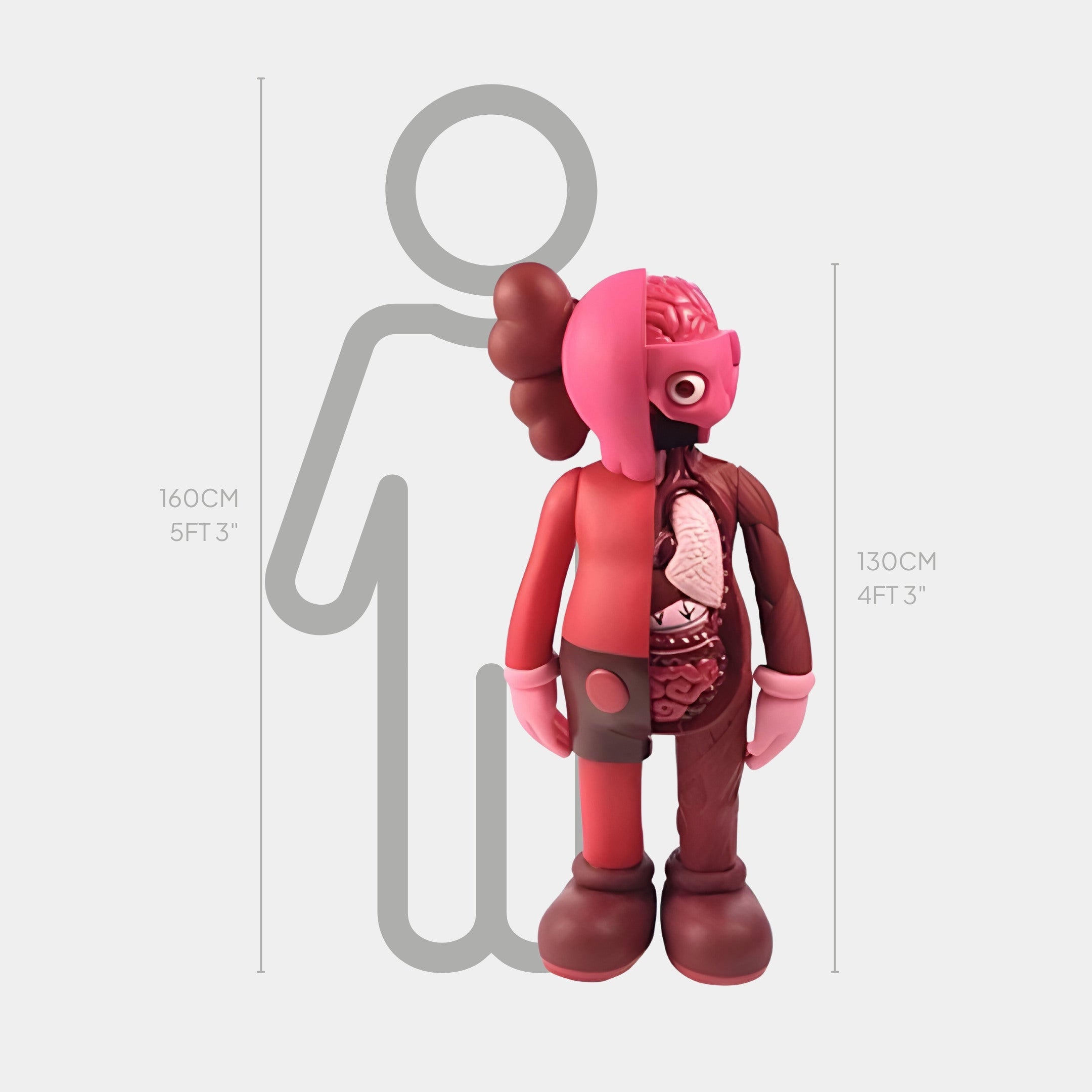 The Blush Ruby Iconify Anatomy Sculpture by Giant Sculptures stands at 130 cm, featuring a colorful stylized anatomy design crafted from premium resin with exposed organs and muscles on one side in front of a faint 160 cm person outline.