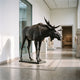 Life-Size Traditional Bull Moose Bronze Sculpture in matte black patina by Giant Sculptures, displayed in a bright museum gallery beside stone artifacts.