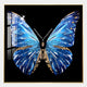 The Auravalor Blue Butterfly Crystal Porcelain 3D Wall Art by Giant Sculptures features a vivid blue butterfly with white and gold accents on a black background, highlighted by a window reflection and sparkle on its top left wing.