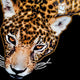 Auravalor Twin Leopards Crystal Porcelain Vertical 3D Wall Art by Giant Sculptures features intricately beaded leopard faces against a black backdrop, offering luxurious detail and depth—an ideal addition to high-end art collections.