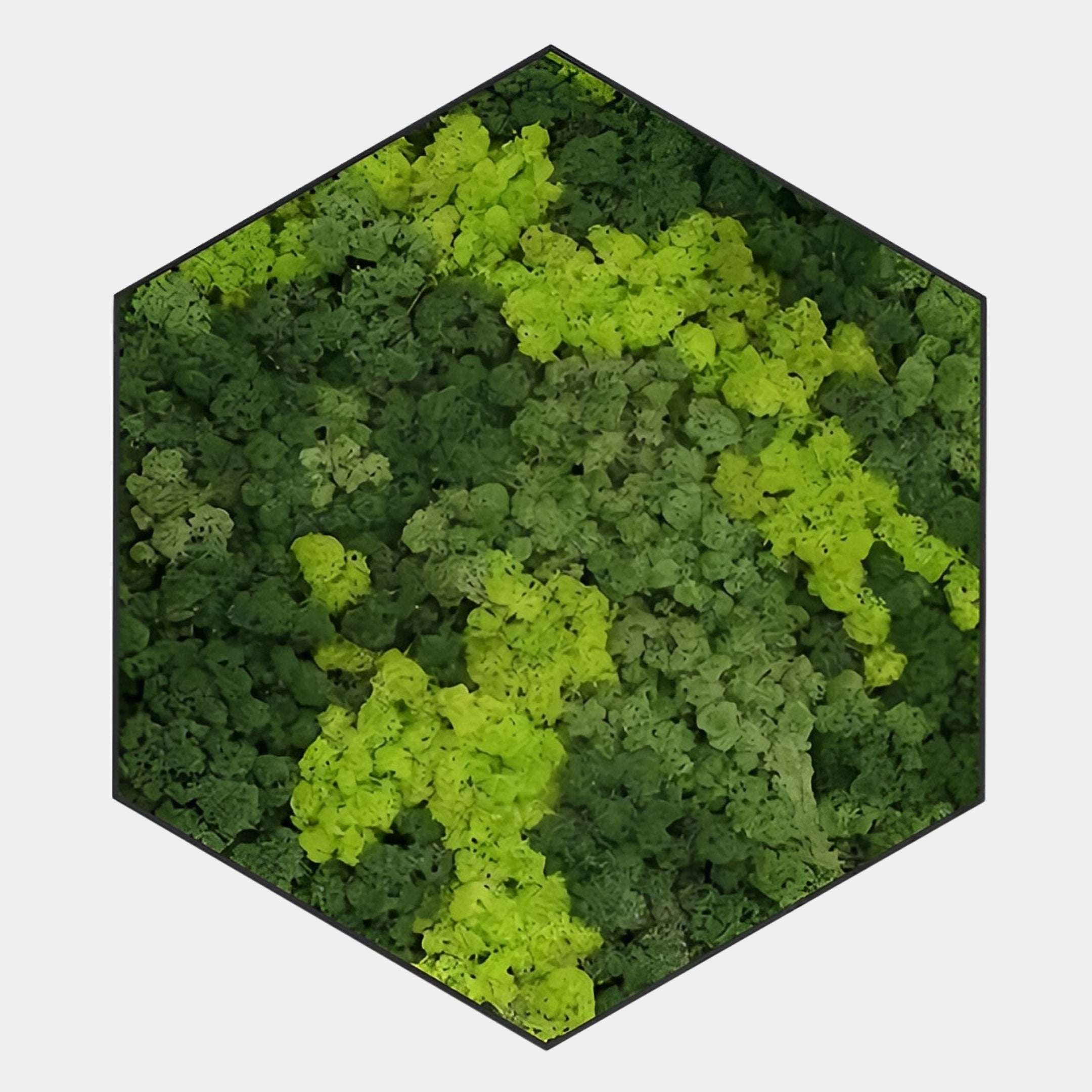 Verdura Hexagonal Green Moss 3D Wall Art
