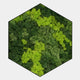 Verdura Hexagonal Green Moss 3D Wall Art