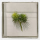 The Florvara Pine Needle Botanical Acrylic 3D Wall Art by Giant Sculptures features spiky green artificial foliage in a clear square case, creating striking shadows for a modern accent.