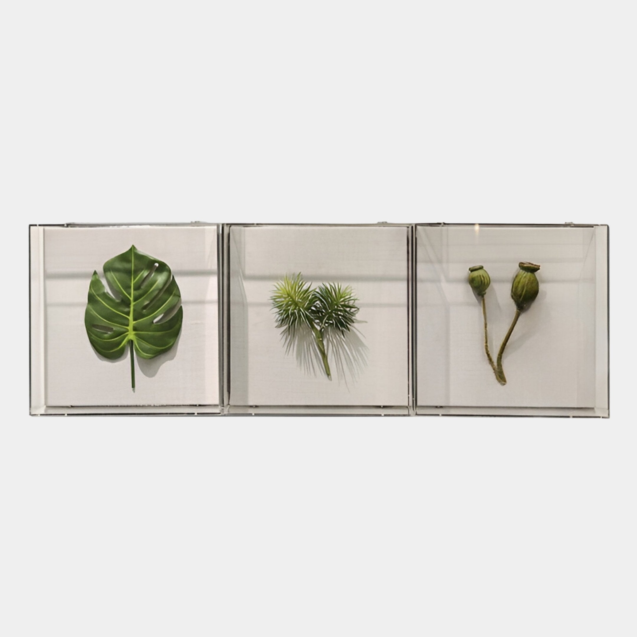 The Florvara Monstera Leaf Botanical 3-Panel Acrylic 3D Wall Art by Giant Sculptures features three glass display boxes, each with a unique preserved specimen: a monstera leaf, spiky green foliage, and dried seed pods.