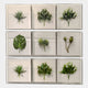 The Florvara Botanical Leaves 9-Panel Acrylic 3D Wall Art by Giant Sculptures features nine distinct faux green leaves in clear shadow boxes, arranged in a 3x3 grid—ideal for striking, modern Nordic wall décor.