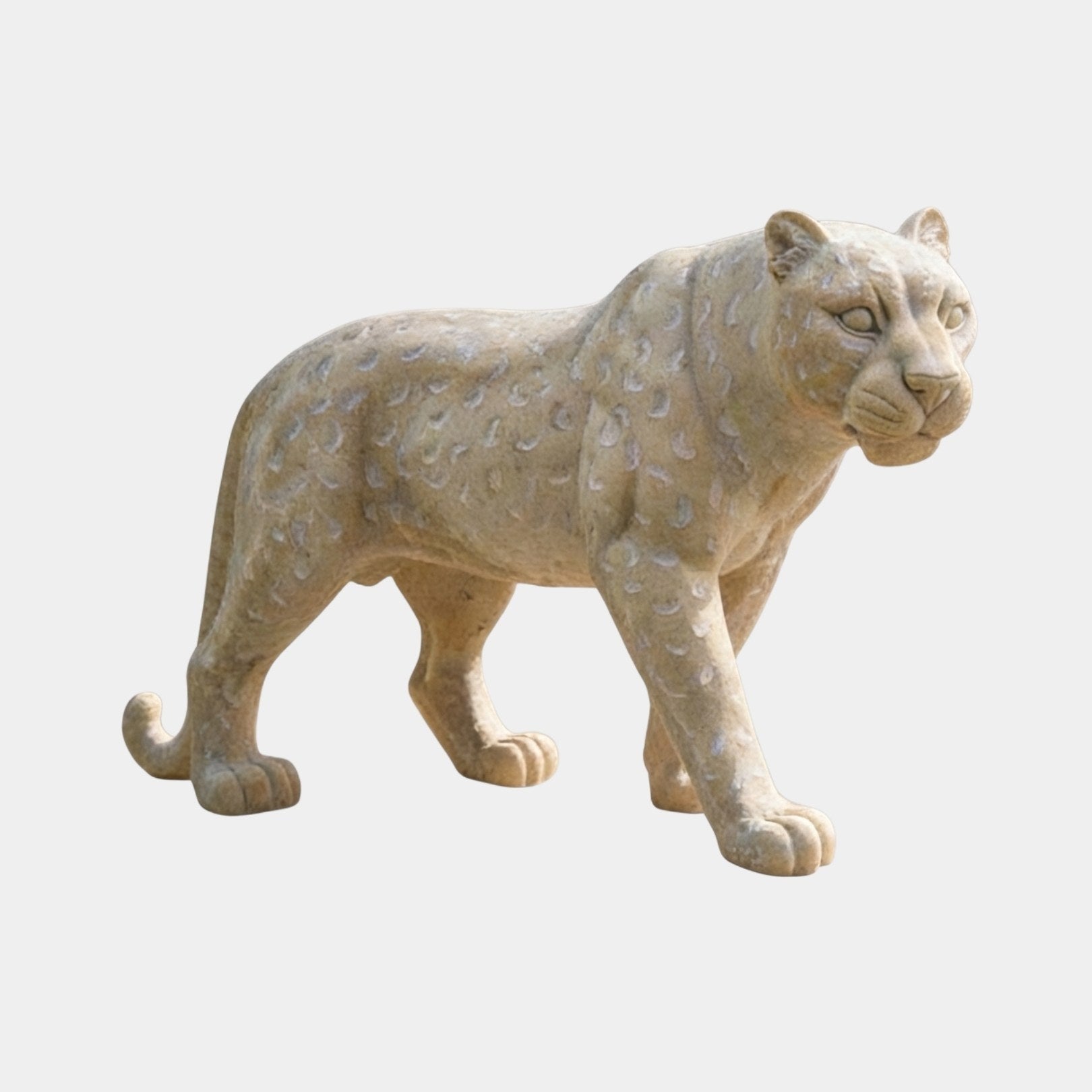 Apricot-beige marble leopard walking with rosette spots over its coat