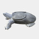 Grey marble soft-shell turtle lying with its long neck reaching forward