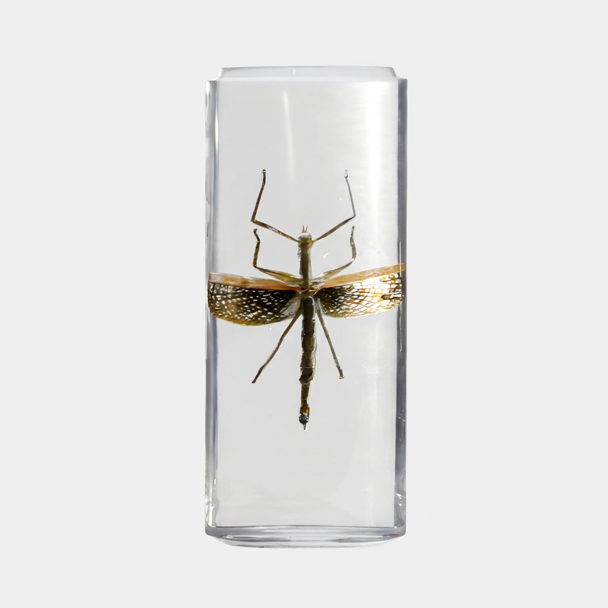 Clear Lattice-Wing Insect Cylinder Resin Sculpture - 37cm