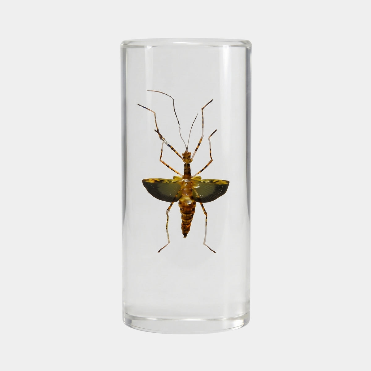Clear Banded-Leg Winged Insect Cylinder Resin Sculpture - 37cm