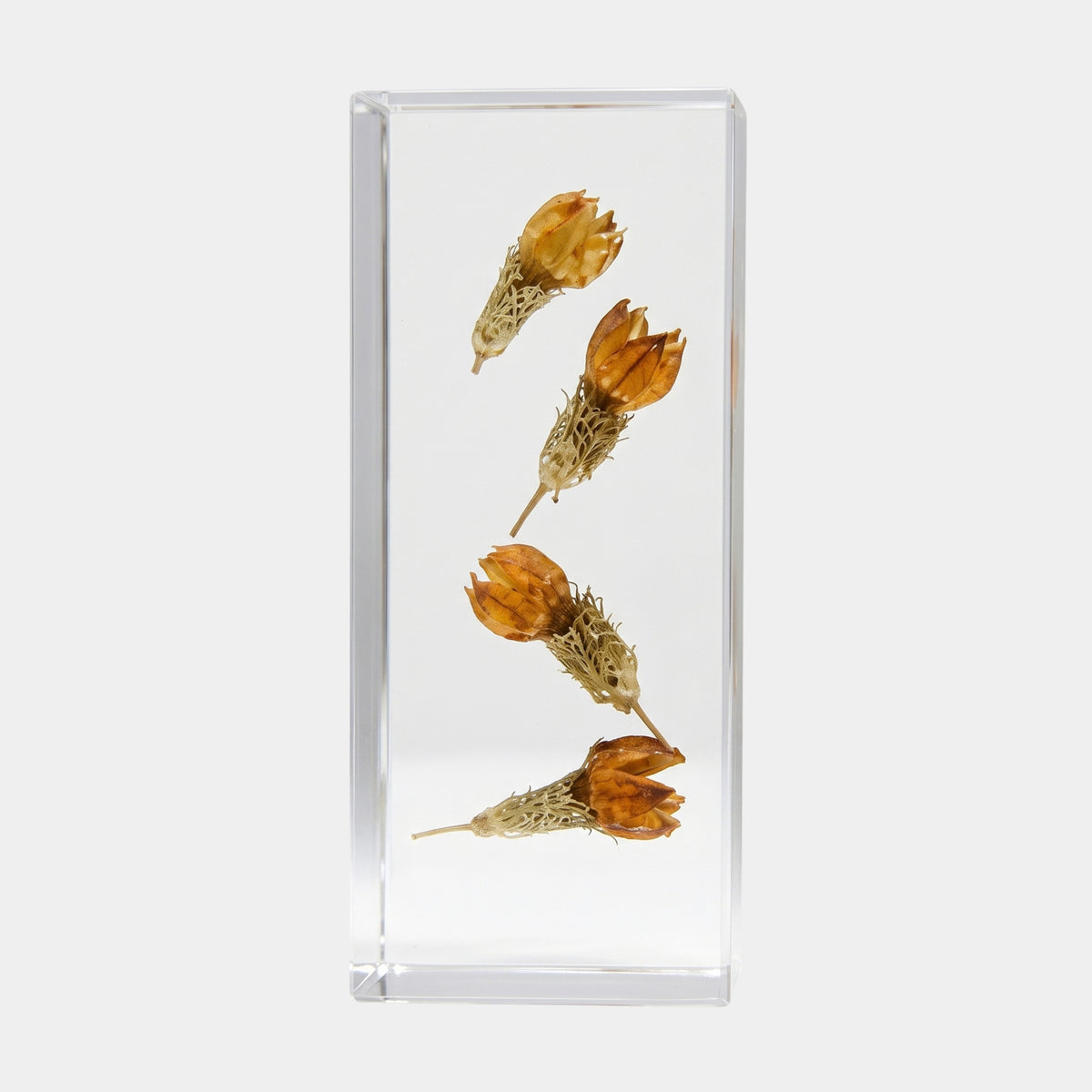 Clear Lace-Netted Seed Head Block Resin Sculpture - 18cm