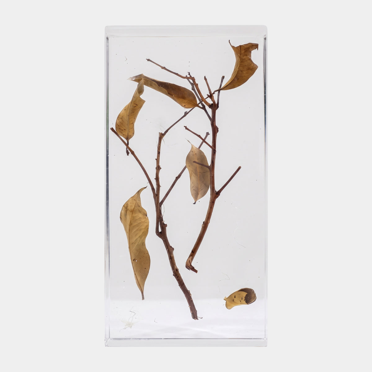 Clear Forked Twig & Dried Leaf Block Resin Sculpture - 22cm