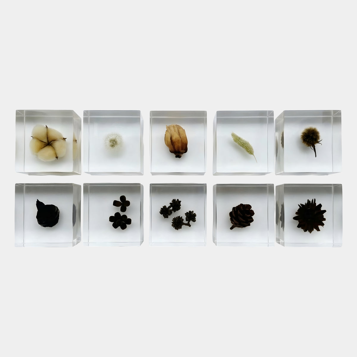 Clear Centred Dried Botanical Cube Resin Sculpture - 10cm