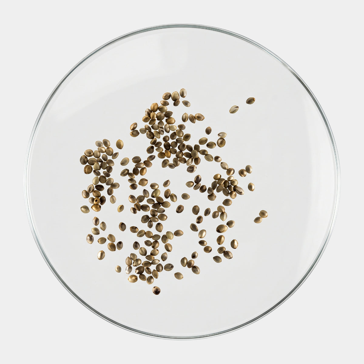 Clear Scattered Seed Disc Resin Sculpture - 19cm