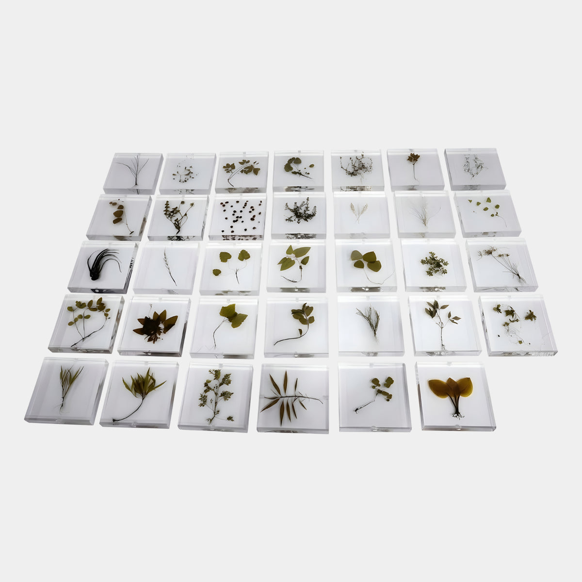 Clear Herbarium Specimen Square Tile Resin Sculpture - 23cm