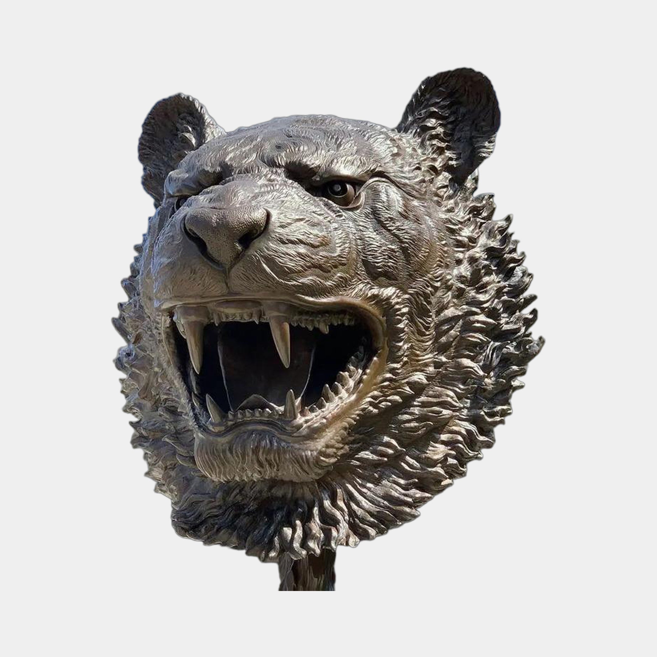 Giant Sculptures Contemporary Roaring Tiger Head Bronze Bust at 45cm, front view of the mid-roar face with bared fangs and radiating fur, on a plain grey background.