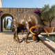 Large Contemporary Charging Bull Bronze Sculpture by Giant Sculptures in dark brown with golden-amber horns, head lowered in a courtyard beside a pool.