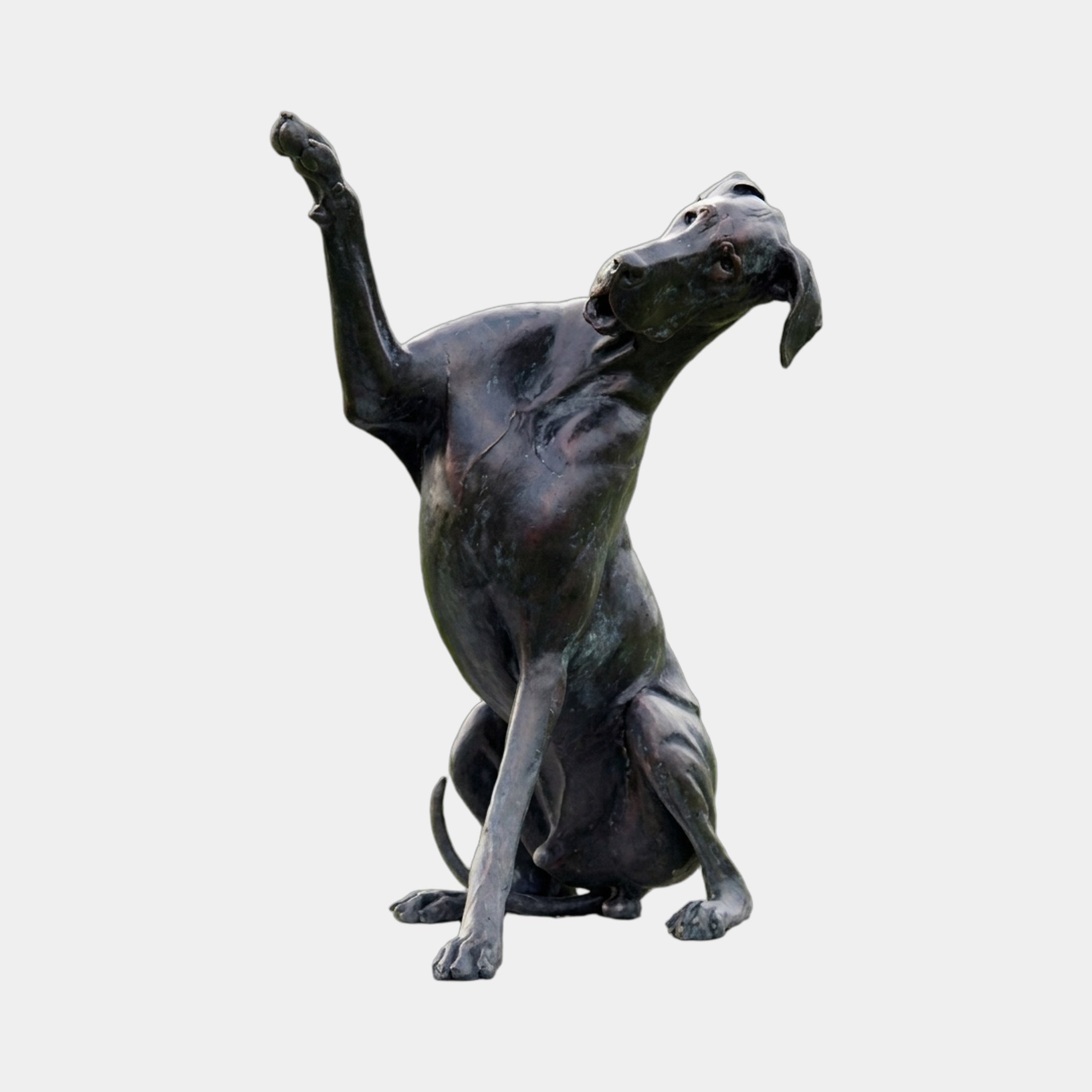 Large Contemporary Great Dane Dog Bronze Sculpture by Giant Sculptures, seated with right paw raised high and head tilted back, dark patina, plain background.