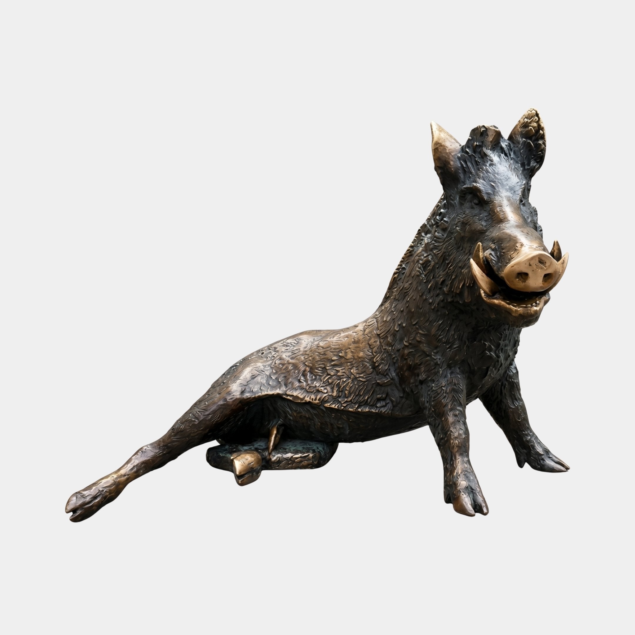 Large Contemporary Wild Boar Bronze Sculpture by Giant Sculptures, shown seated upright with front legs extended and mouth open revealing tusks, warm brown patina with polished snout and hooves, against a plain light grey background.