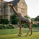 Life-Size Contemporary Giraffe Bronze Sculpture by Giant Sculptures with two-tone golden and dark patina, head raised, on a lawn before a stone manor house.
