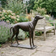 Life-Size Contemporary Greyhound Bronze Sculpture from Giant Sculptures with dark brown patina, standing alert on a garden patio beside lavender and a wooden bench.