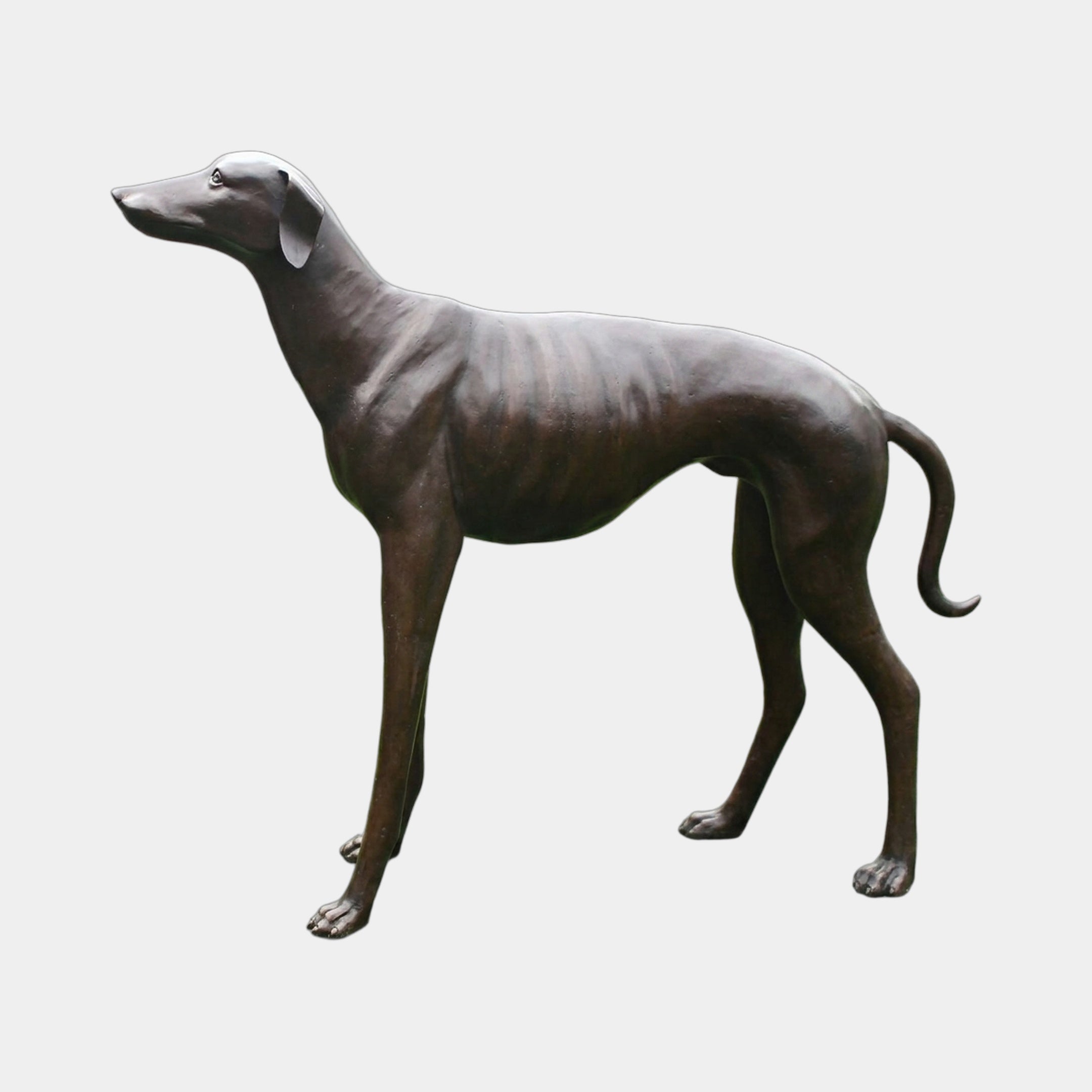 Life-Size Contemporary Greyhound Bronze Sculpture by Giant Sculptures, 100cm, shown in side profile with dark brown patina and curled tail on a plain background.
