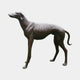 Life-Size Contemporary Greyhound Bronze Sculpture by Giant Sculptures, 100cm, shown in side profile with dark brown patina and curled tail on a plain background.