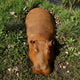 Life-Size Contemporary Resting Hippopotamus Bronze Sculpture by Giant Sculptures with warm reddish-brown patina, lying head-down on grass beside a pond.