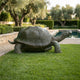 Life-Size Giant Tortoise Bronze Sculpture by Giant Sculptures in dark green patina, shown walking on lawn beside a pool with olive trees behind.