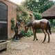Life-Size Girl Feeding Horse Bronze Sculpture by Giant Sculptures shown in a brick courtyard, the girl with bucket extending her hand to the horse's lowered head.