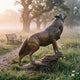 Life-Size Howling Wolf Bronze Sculpture by Giant Sculptures, 220cm, rearing on a rocky base with head raised mid-howl, set in a misty meadow near a bench.