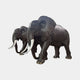 Life-Size Pair of African Elephants Bronze Sculpture by Giant Sculptures, two 280cm dark patinated elephants with white tusks, shown side by side on plain background.
