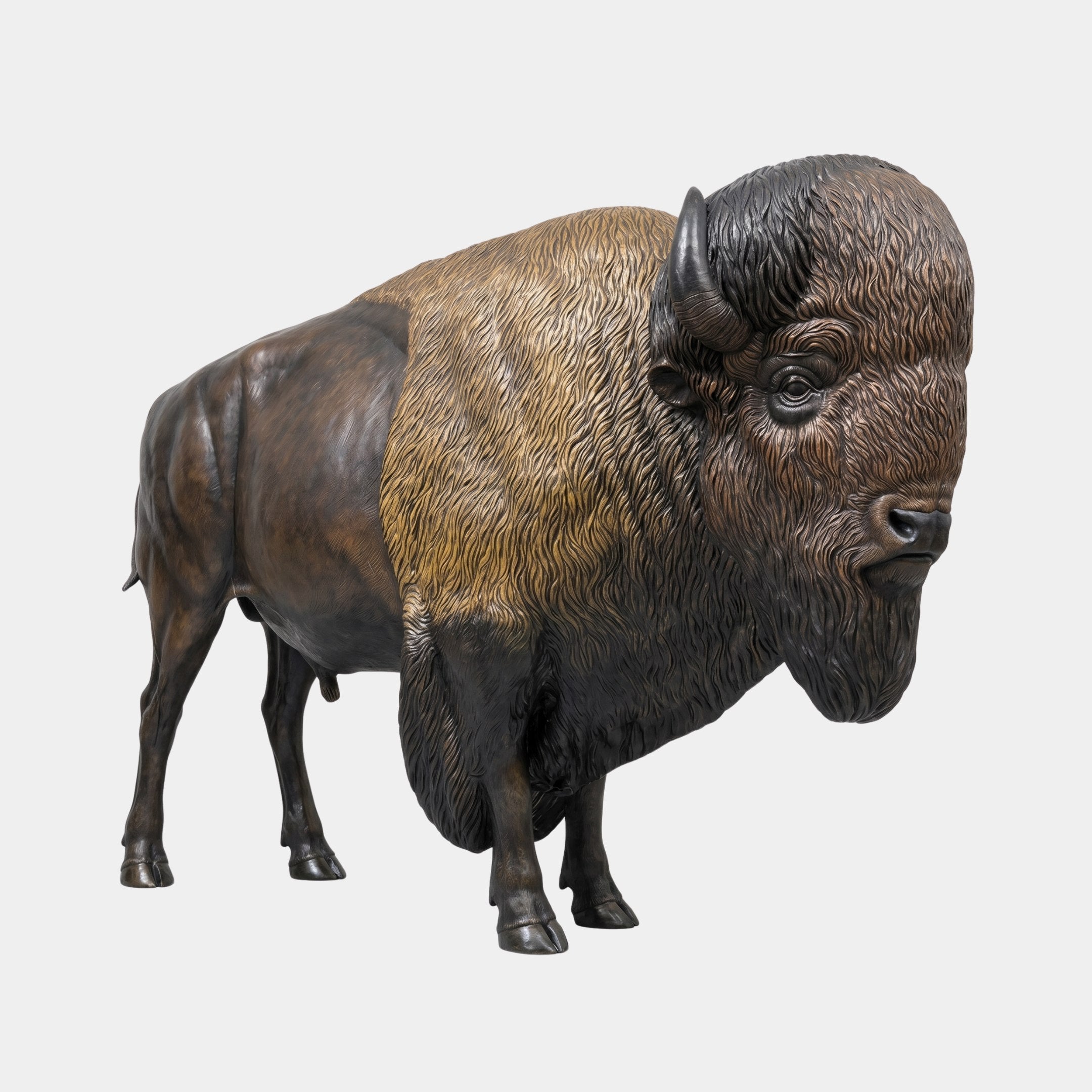 Life-Size Standing Bison Bull Bronze Sculpture by Giant Sculptures, shown three-quarter right with golden-brown hump and dark lower body, on plain background.