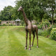 Life-Size Standing Giraffe Bronze Sculpture by Giant Sculptures with golden-brown patina, displayed on a lawn beside a flower border in a walled garden.