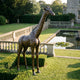 Life-Size Standing Giraffe Bronze Sculpture by Giant Sculptures with warm golden-brown patina, displayed on a manor lawn beside a balustrade and lily pond.